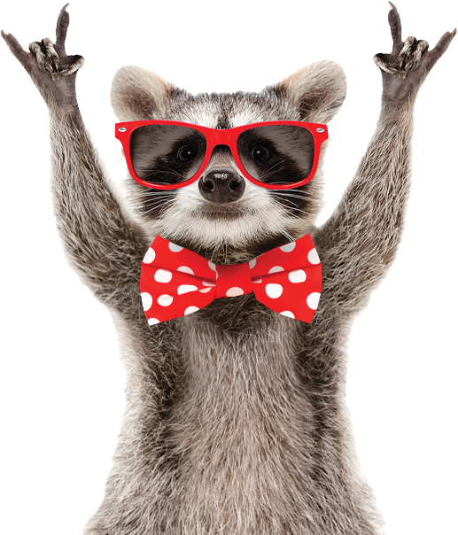 zesty web design racoon